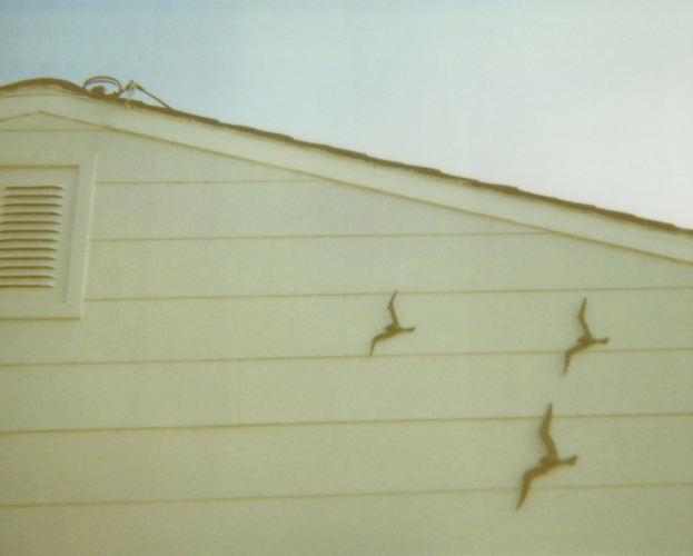 Seagulls - Jena Ardell